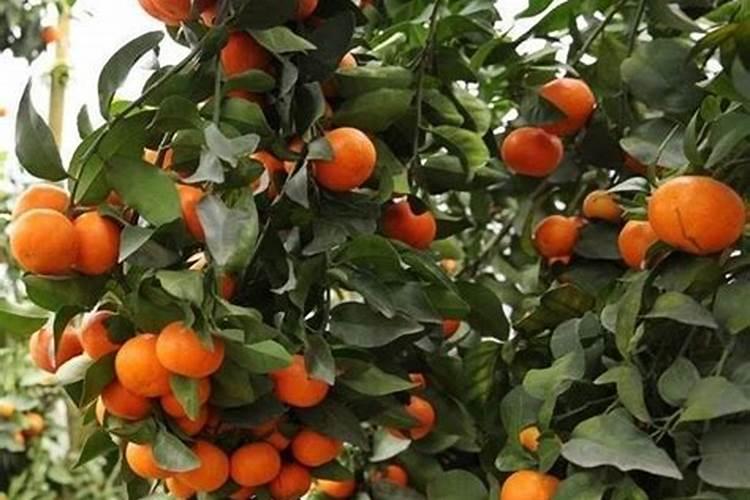 砂糖橘高产种植方法