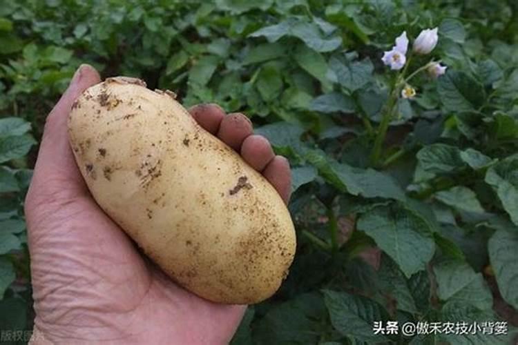 怎样种植马铃薯