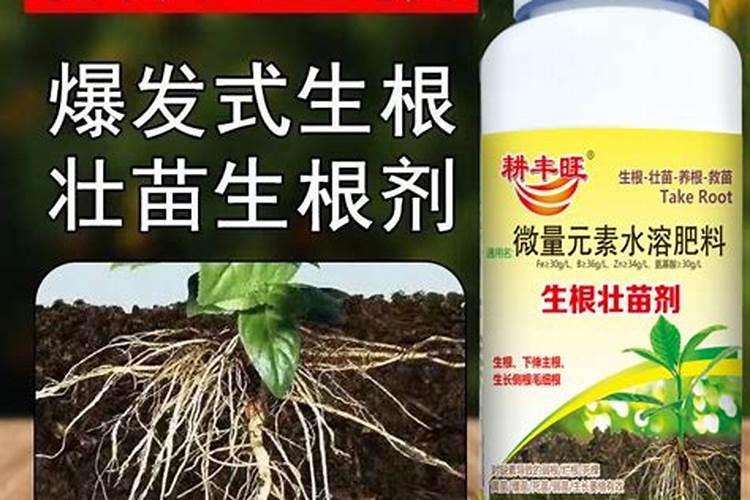 生根粉怎么用效果最佳
