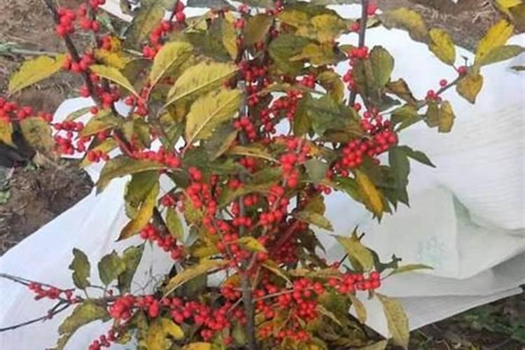 北美冬青种植技术