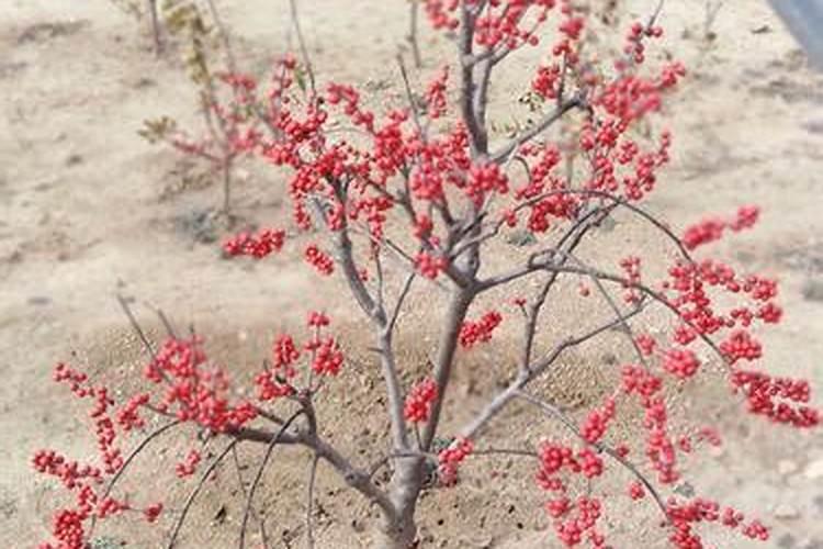 养殖北美冬青有什么注意事项 北美冬青种植方法