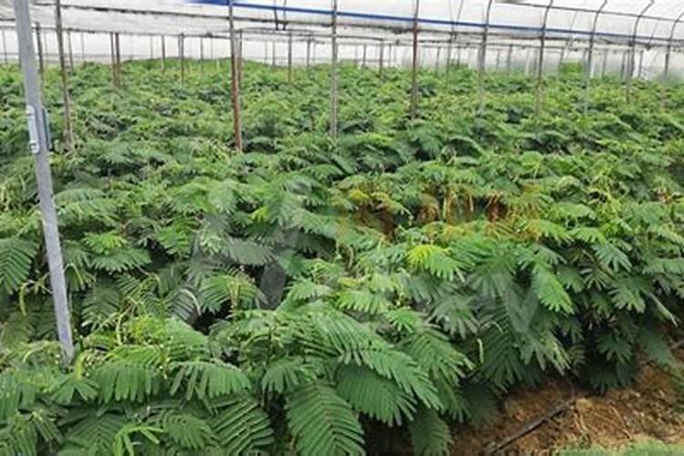 平衡水溶肥配方