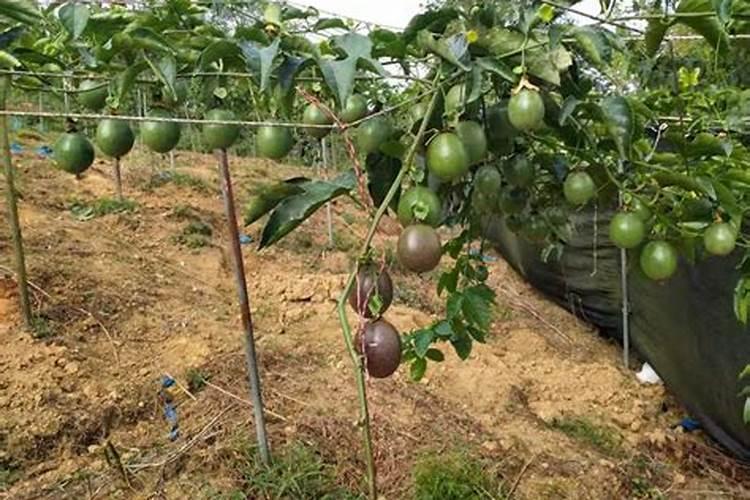 百香果膨果着色增甜管理如何做？黄金百香果打什么肥膨果着色