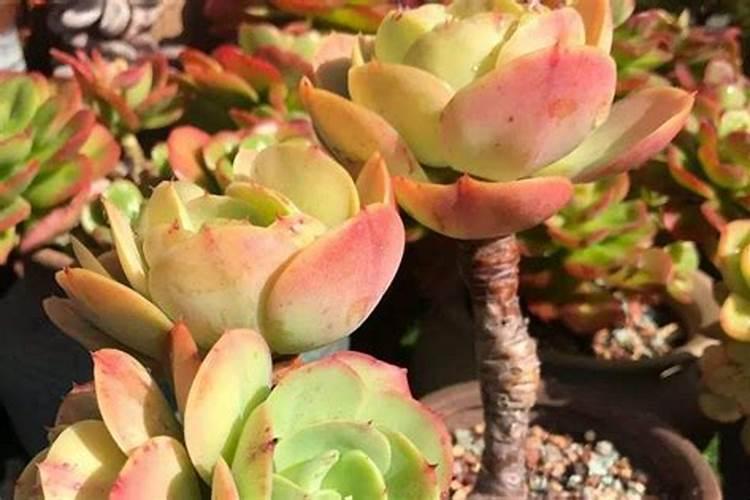 多肉碧桃的养殖方法和注意事项