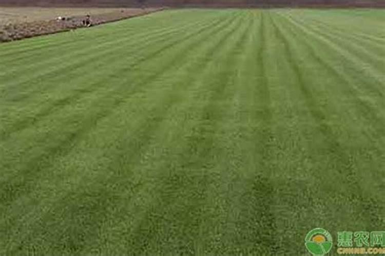 草坪需要施什么肥料好