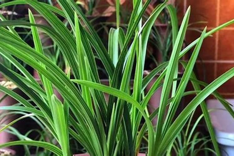 白兰花用什么肥料最好