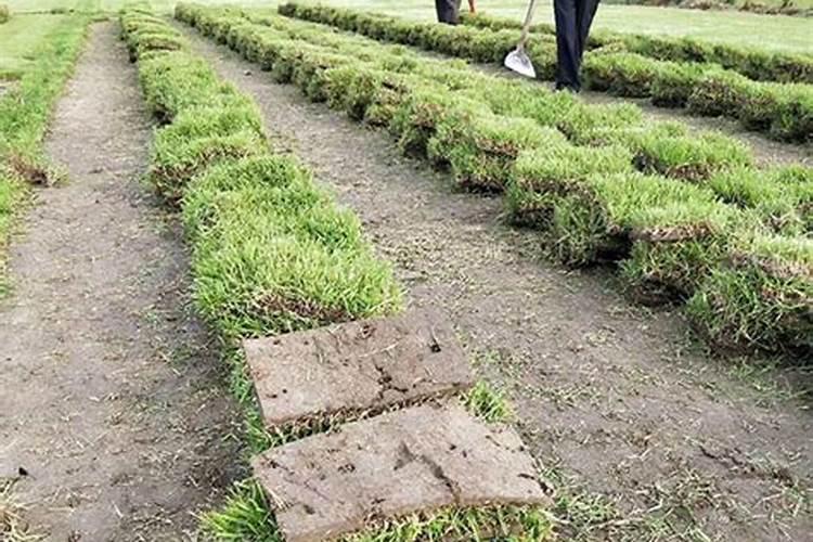 种植草坪需要施什么肥料