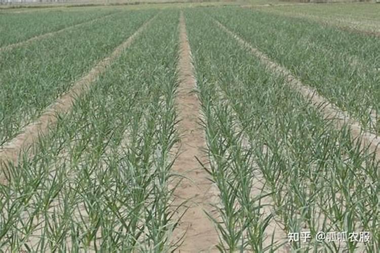 大蒜必须追施生根肥吗？用什么肥根系粗壮