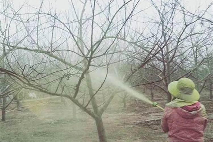 果树叶片黄化是什么原因,果树黄化病用什么药治疗？喷什么叶面肥