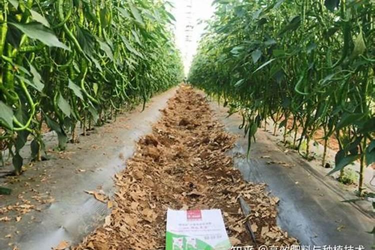 线椒施什么肥料比较好,亩施多少