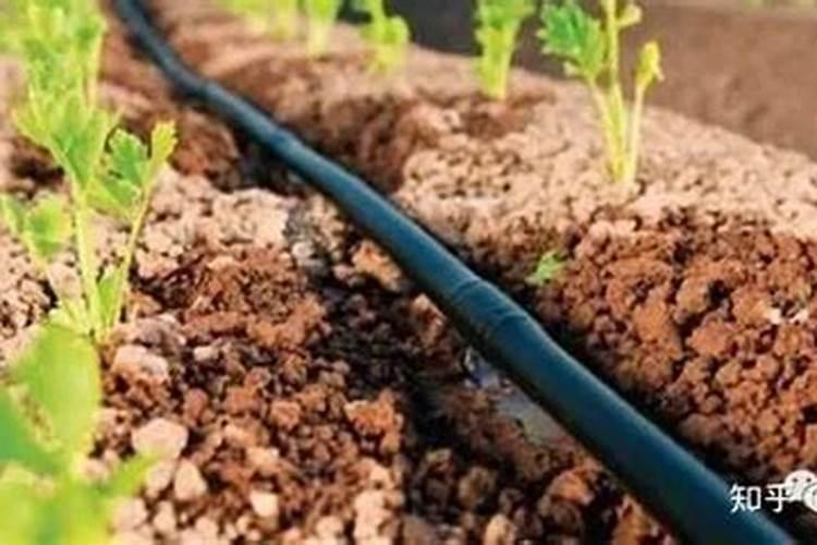 百香果开花期施肥技巧