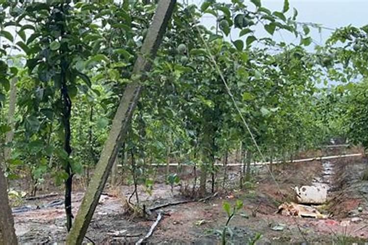 百香果施什么肥果实才能长的大