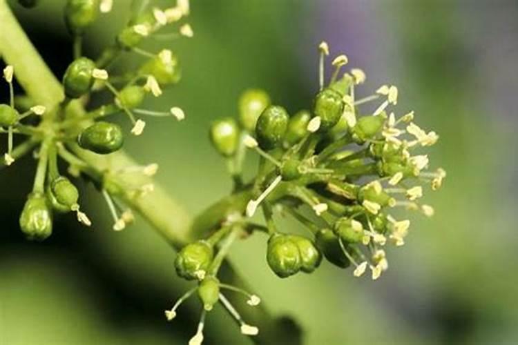 葡萄花期用什么肥料