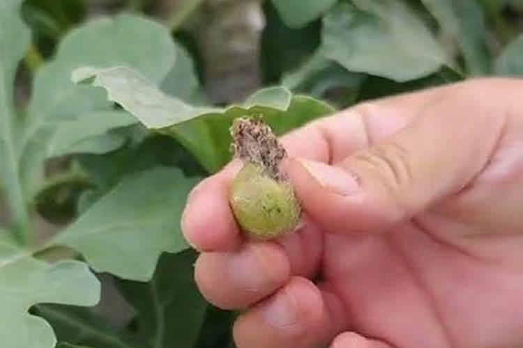 西瓜追肥用什么肥料好