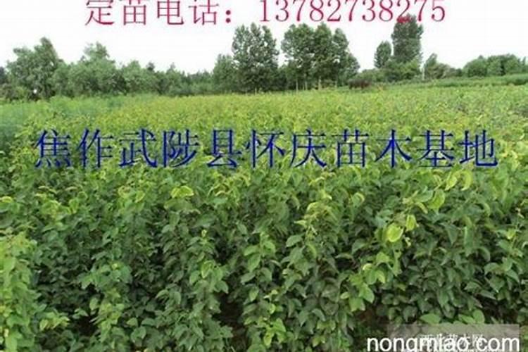 樱桃疏果后可以喷施叶面肥吗？什么叶面肥好？