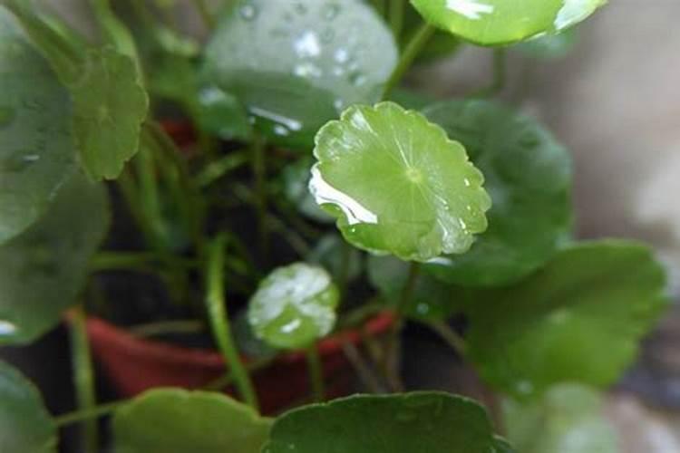 金钱草施肥方法,用什么肥好