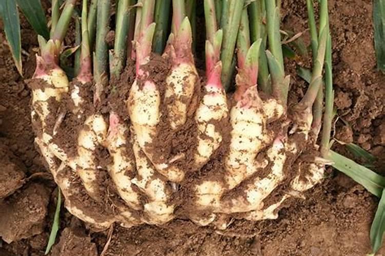 生姜喷施磷酸二氢钾的作用