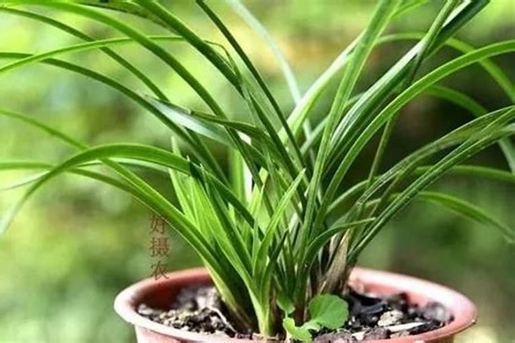 叶面肥可以浇根吗