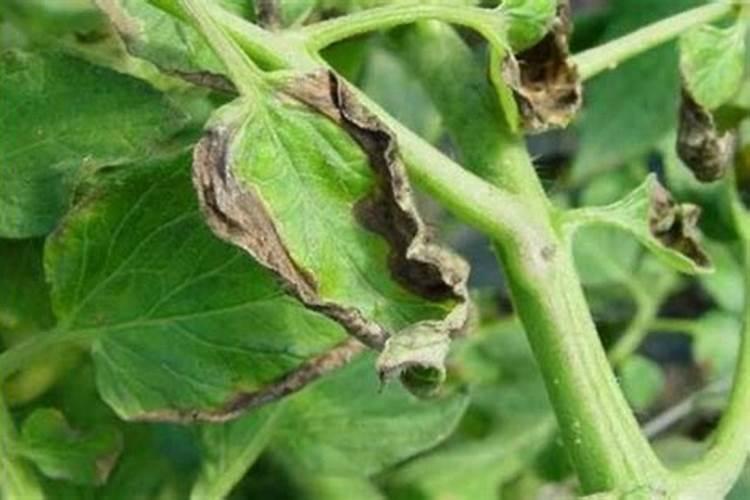 植物生根有专用叶面肥吗？生根剂可以直接浇灌吗？