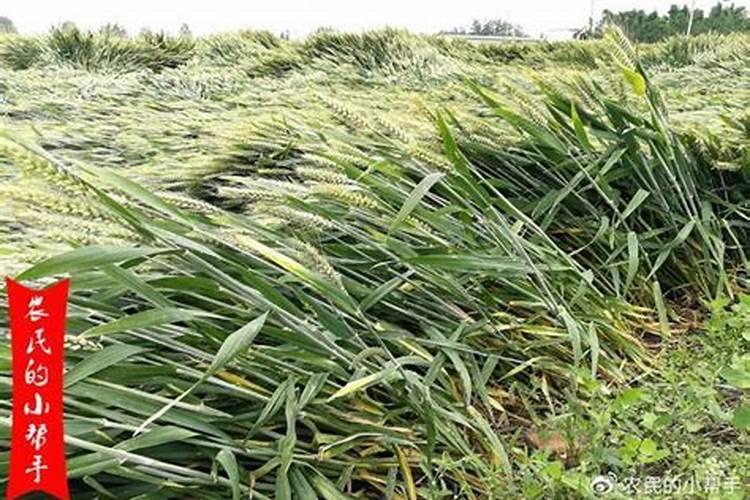 小麦出现倒伏现象 应该施什么肥？？