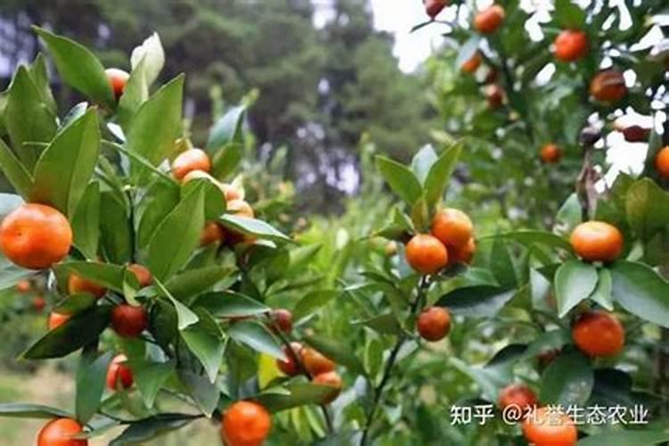 金钱桔栽种方法金钱桔如何种植管理