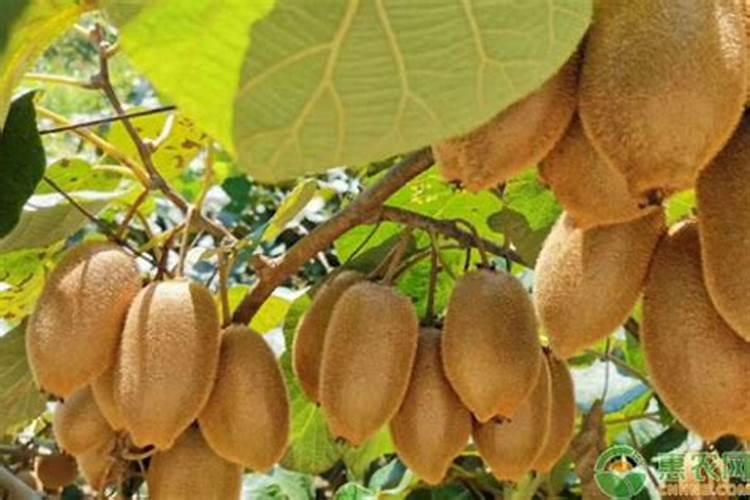 猕猴桃施肥的最佳时间