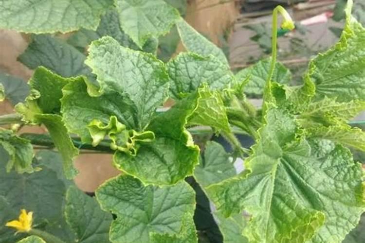 黄瓜冲钙肥能提高产量吗