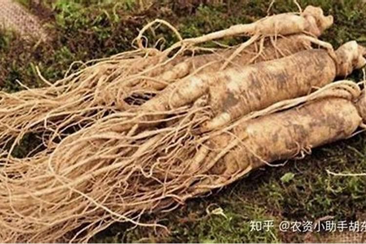 中药材党参长根高产肥料,党参壮根叶面肥品牌哪个好？