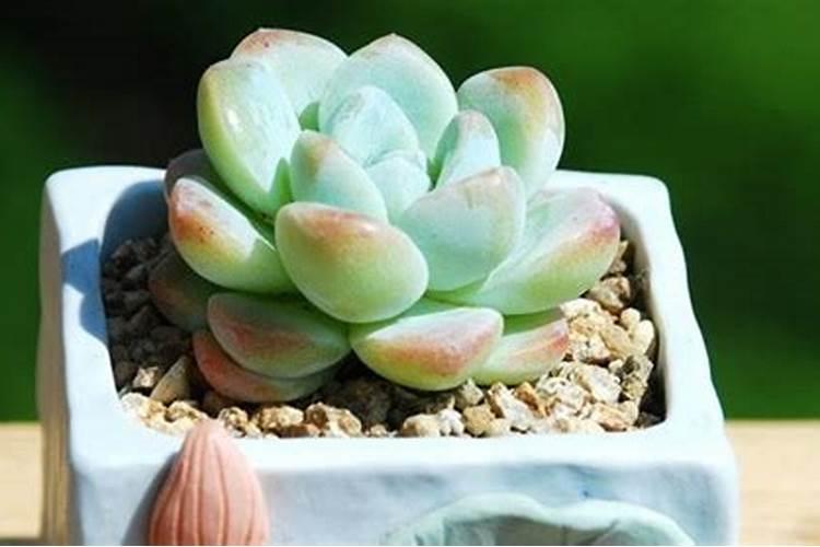 不易徒长又好养的多肉品种