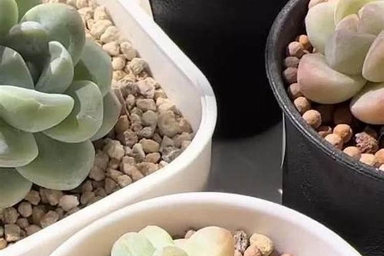 红极一时的多肉品种有很多,真正维持下来的就这3款,你知道吗？