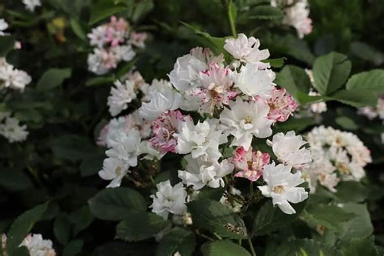 蔷薇叶子发黄怎么回事黄叶怎么办 蔷薇月季叶子枯黄怎么回事