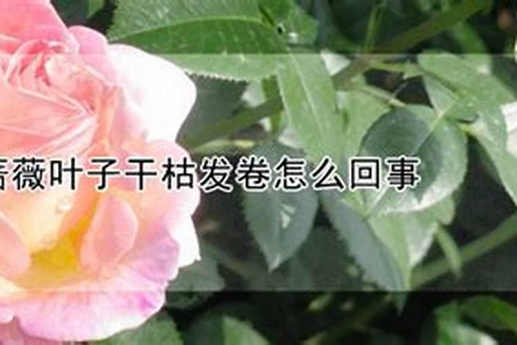 请问蔷薇叶子上有黄点怎么办？