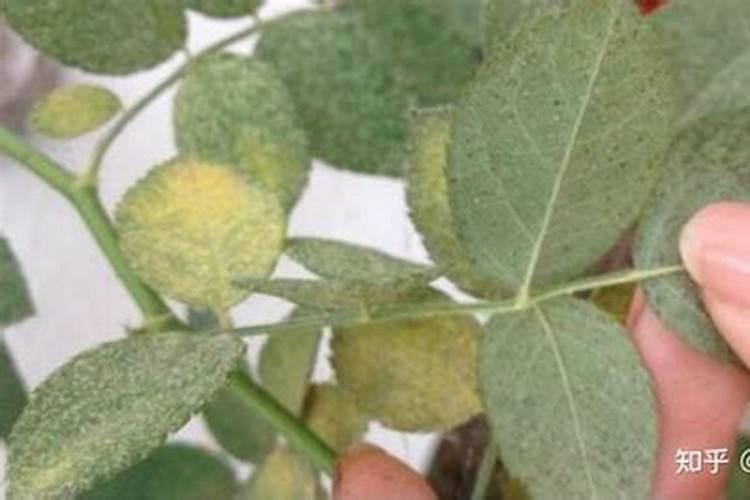 蔷薇叶子发黄还能活么,蔷薇花叶子发黄怎么办？