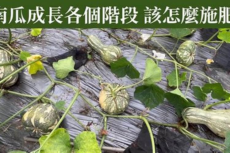 种植南瓜要想高产怎么办