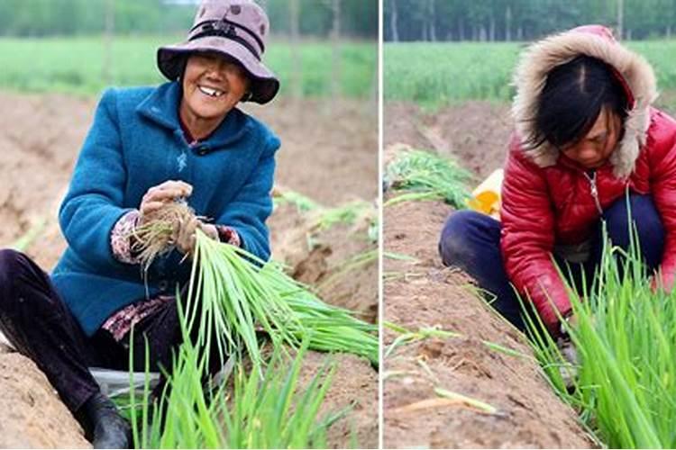 贡菜用什么肥料产量高