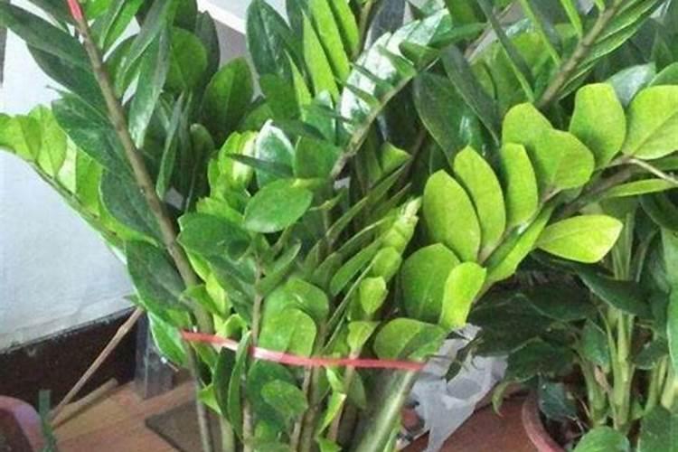 金钱树施有机复合肥可以吗