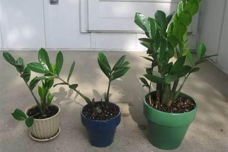 金钱树施有机复合肥可以吗