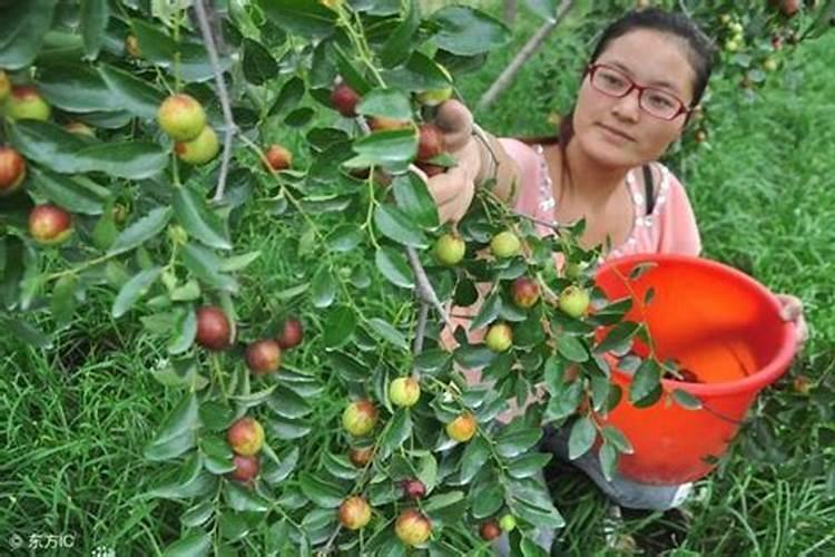 枣树打钙铁镁锌稀土对枣树有什么好处