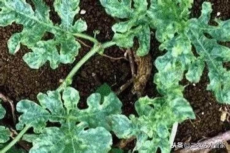 西瓜种植过程中底肥及后期追肥怎样使用