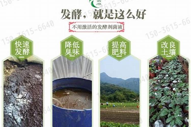 玉米吸收什么肥最好