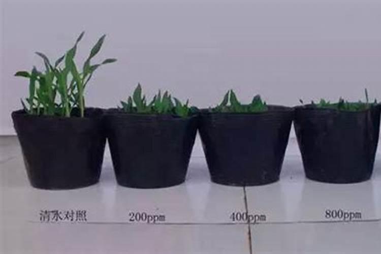 多效唑与叶面肥能混用吗