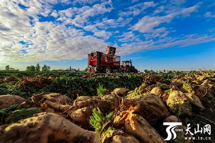 甜菜什么时侯喷叶面肥