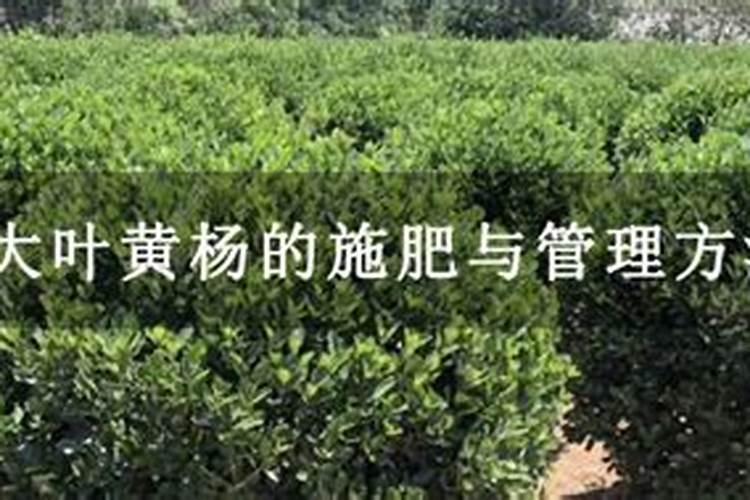 大叶黄杨的施肥与管理方法
