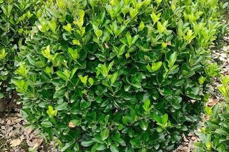 大叶黄杨的施肥与管理方法