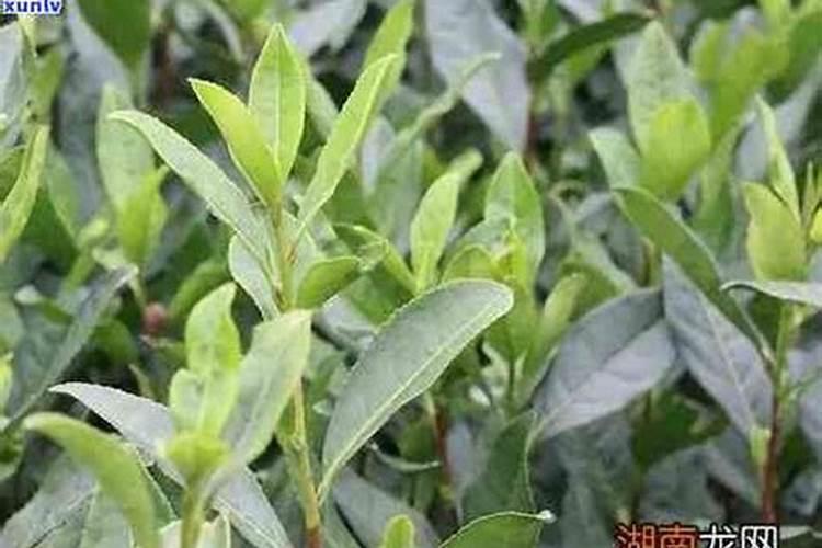 普洱茶能浇花吗