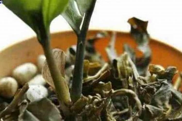 剩的普洱茶浇花大忌