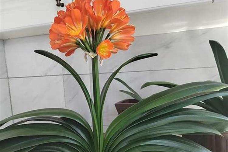 君子兰怎么施肥