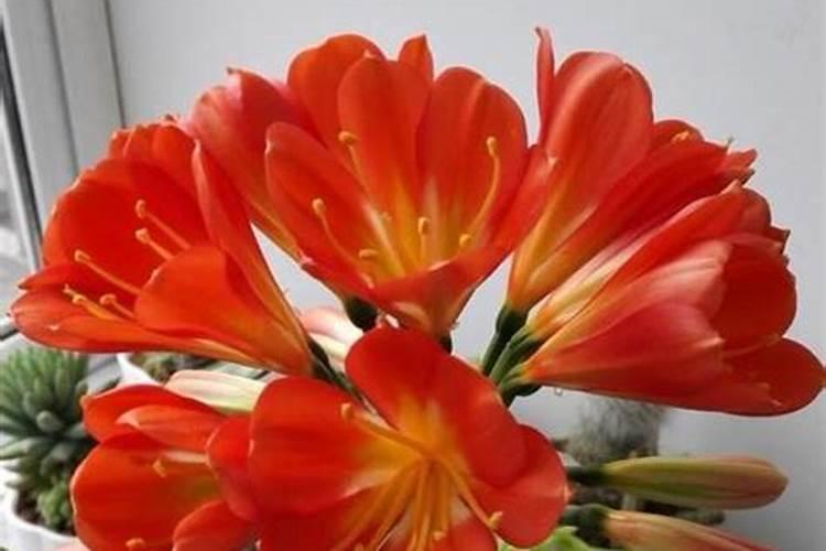 君子兰怎么施肥