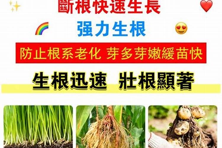 生根粉直接撒在根部能活吗 强力生根粉和普通生根粉的区别点在哪里百度...