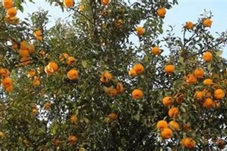 玉米一生中最重要的一次叶面肥,你知道啥时候打吗？